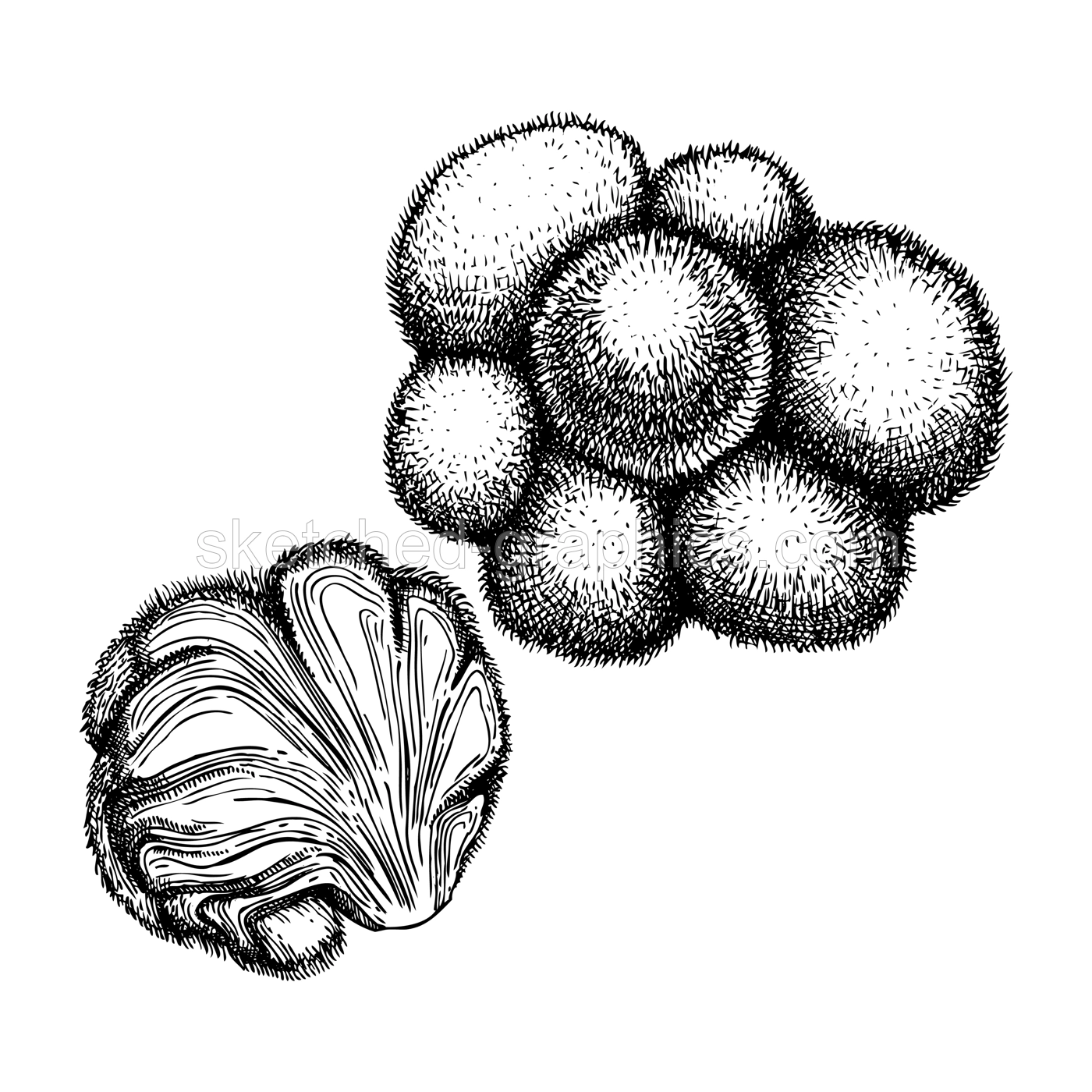 Lion’s Mane. Adaptogenic mushroom hand-sketched illustration. Medicinal plant drawing isolated on white background. Natural adaptogen sketch in vintage style.  Illustration